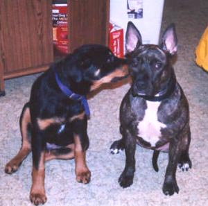 plotting hounds?