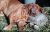Dog and Turtle pillow