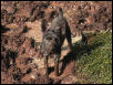 muddy dog
