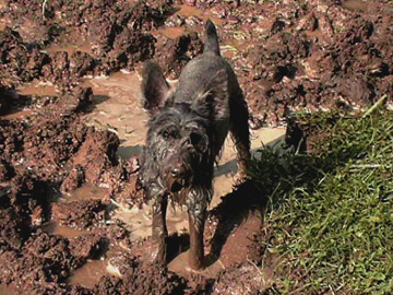 muddy dog