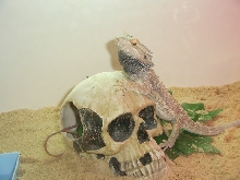 dragon and his last kill