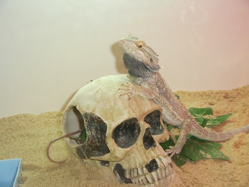 dragon and his last kill