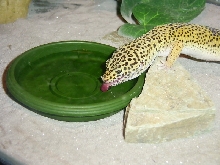 gecko drinking