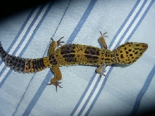 My strange colored leo