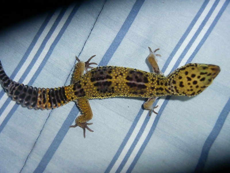 My strange colored leo
