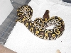 baby mojave 2