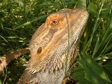 Lizard in the Grass