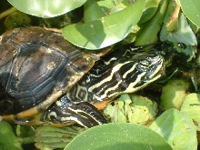 Cute Cooter