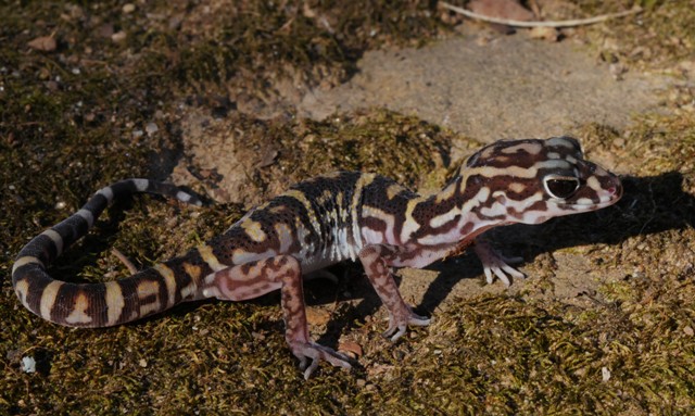 Coleonyx elegans