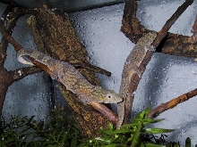 Eurodactylodes agricolae