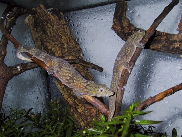 Eurodactylodes agricolae