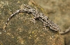 Hemidactylus leschenaulti