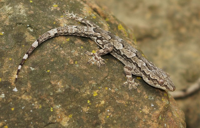 Hemidactylus leschenaulti