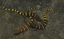 Pachydactylus caraculicus