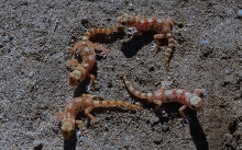 Pachydactylus latirostris, Marico gecko