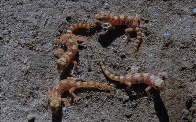 Pachydactylus latirostris, Marico gecko