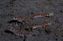 Pachydactylus latirostris, Marico gecko