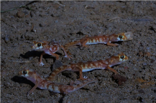 Pachydactylus latirostris, Marico gecko