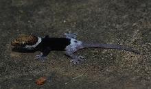 Pachydactylus oreophilus