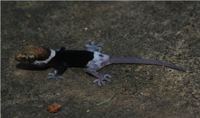 Pachydactylus oreophilus
