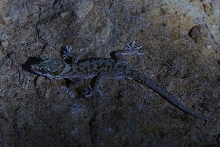 Pachydactylus oreophilus, male