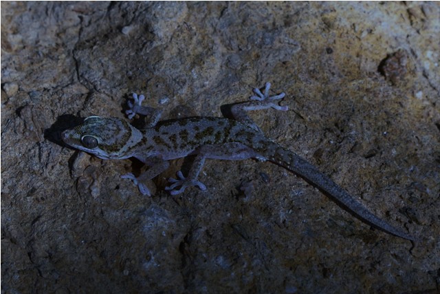 Pachydactylus oreophilus, male
