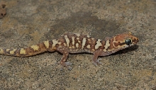 Pachydactylus scherzi