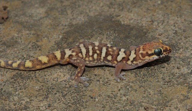Pachydactylus scherzi