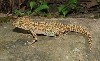 Paroedura sp.. New Species
