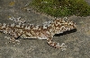 Paroedura sp., New Species