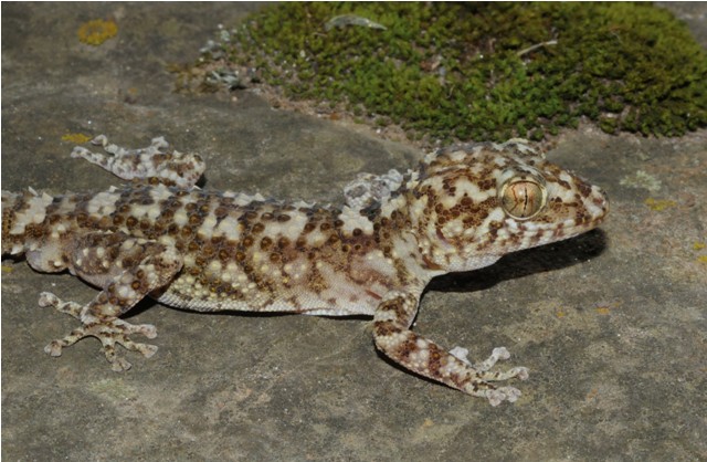 Paroedura sp., New Species