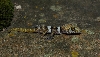 Paroedura sp., New Species