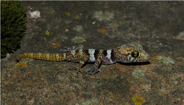 Paroedura sp., New Species
