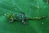 Phelsuma boehmei