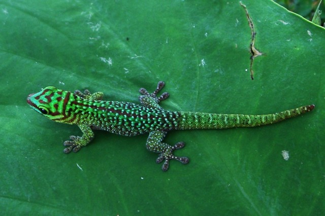 Phelsuma boehmei