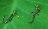 Phelsuma boehmi