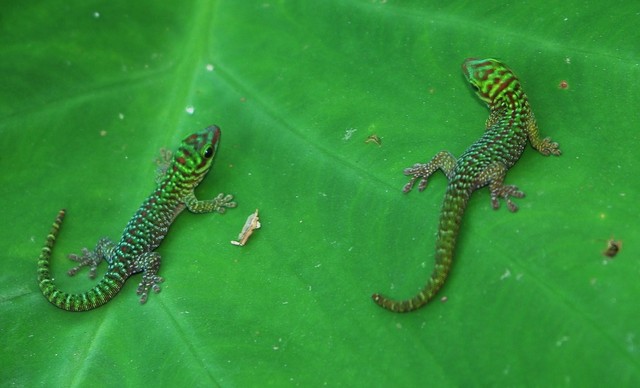 Phelsuma boehmi