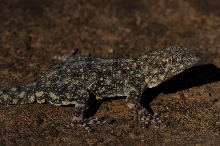 Rhoptropus barnardi