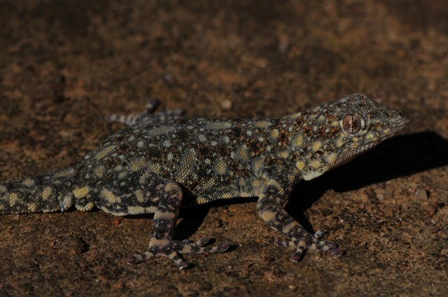 Rhoptropus barnardi