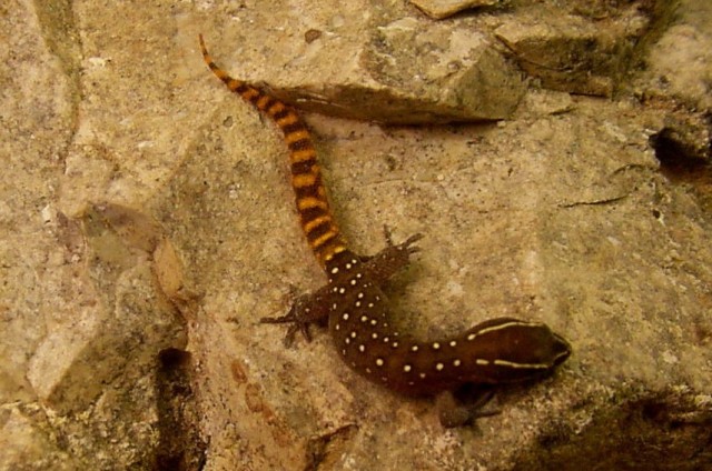 Saurodactylus Brossetti, Saharan Ground Gecko, Female