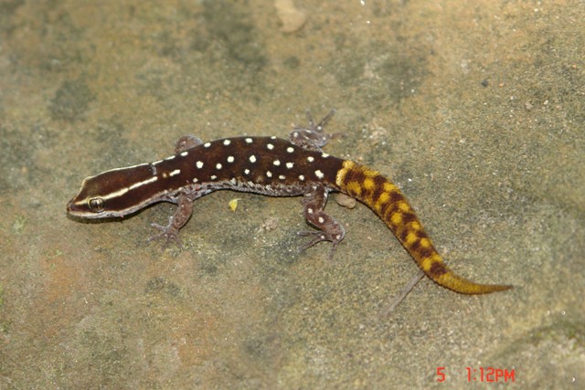 Saurodactylus brossetti, Saharan Ground Gecko