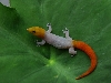 Sphaerodactylus torrei torrei