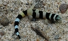 Sphaerodactylus torrei torrei