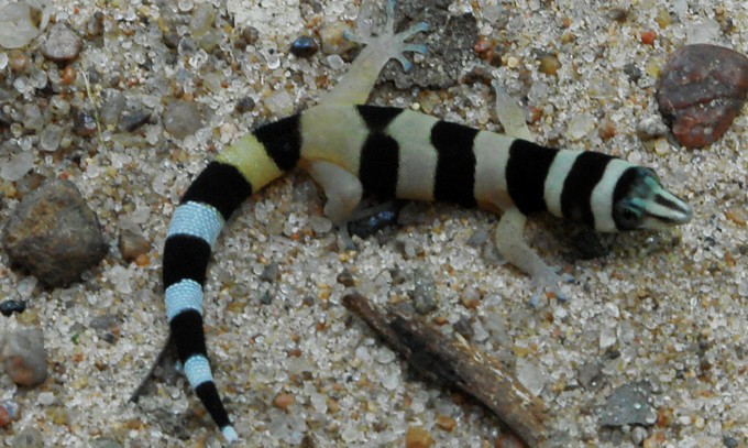 Sphaerodactylus torrei torrei