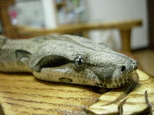 my boa~~~:D