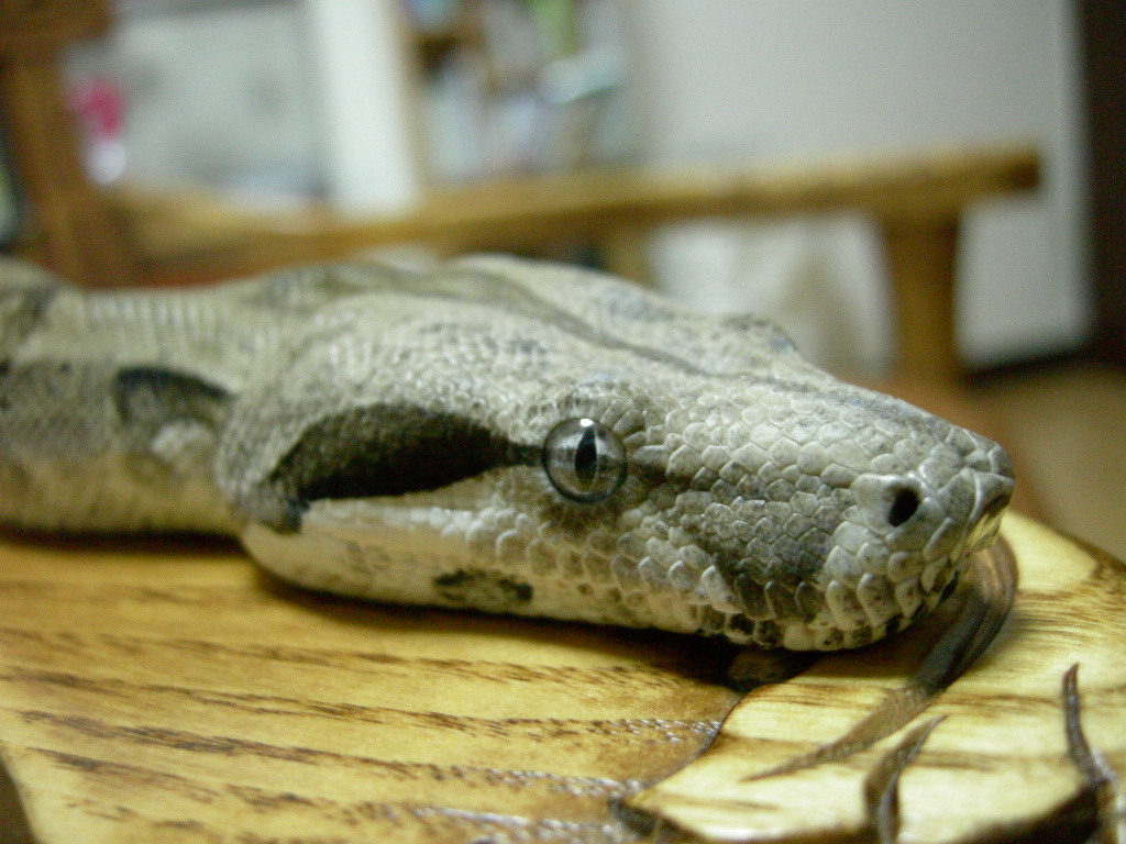 my boa~~~:D