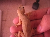 yellow_bellied_house_gecko