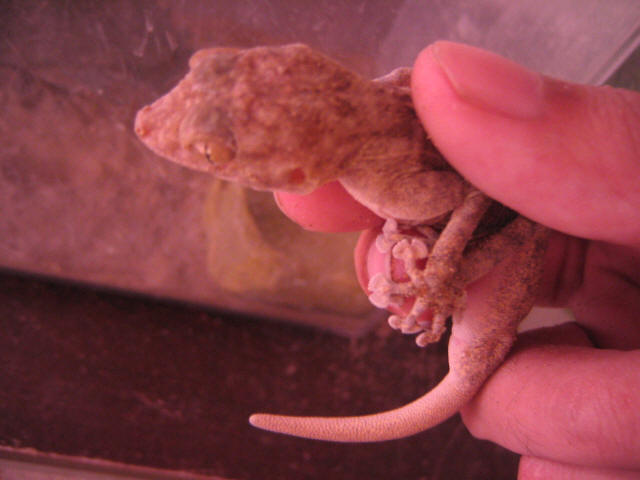 Spike #2