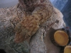 Spike