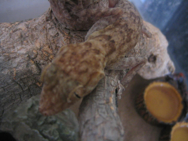 Spike